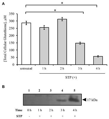 Role of Glutathione Depletion and Reactive Oxygen Species Generation on Caspase-3 Activation: A Study With the Kinase Inhibitor Staurosporine